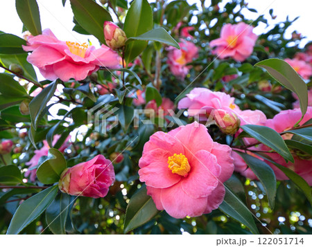 ピンクのサザンカの花 122051714
