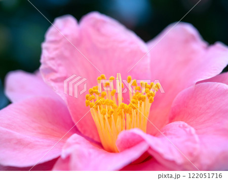 ピンクのサザンカの花 ピンクのサザンカの花 122051716