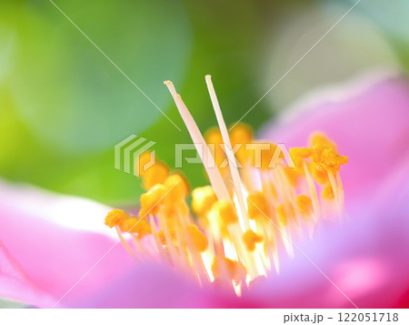 ピンクのサザンカの花 122051718