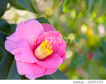 ピンクのサザンカの花 122051721