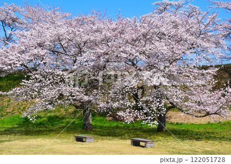 桜景　白河小峰城　本丸 122051728