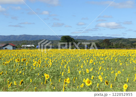 ひまわり畑を駆ける特急サロベツ 特急サロベツ 宗谷本線 ひまわり畑を駆ける特急サロベツ 特急サロベツ 宗谷本線 122052955