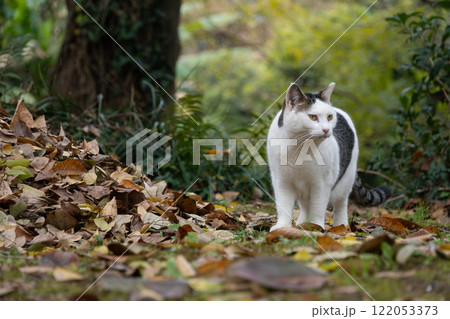 秋の落ち葉の絨毯と自然公園のキジトラ柄の野良猫 122053373