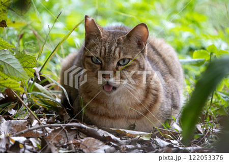 緑豊かな自然の中でずっと舌をだしてる茶トラ柄の野良猫 緑豊かな自然の中でずっと舌をだしてる茶トラ柄の野良猫 122053376