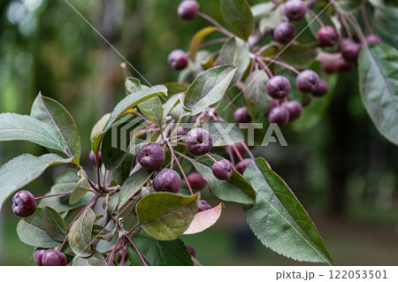 Ornamental or decorative tree of crabaple variety Ornamental or decorative tree of crabaple variety 122053501