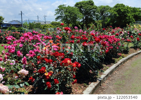 荒尾市 おもやい市民花壇 バラの花、 荒尾市 おもやい市民花壇 バラの花、 122053540