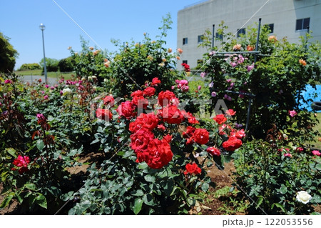荒尾市　おもやい市民花壇　バラの花、 122053556