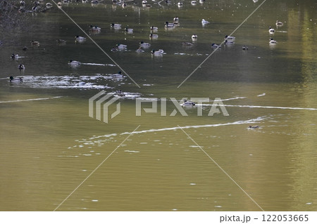 坂田ケ池総合公園 坂田ケ池総合公園 122053665