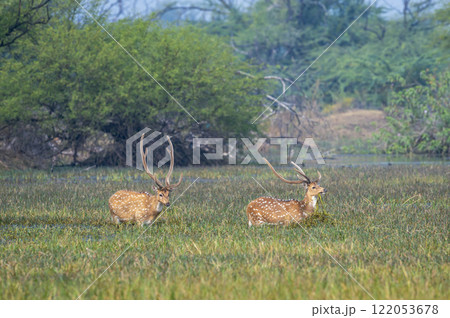 long and big antler two wild male spotted deer or chital cheetal axis axis at keoladeo national park bharatpur bird sanctuary india in natural green scenic landscape background in winter season safari 122053678