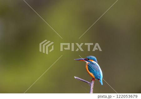 common kingfisher or Alcedo atthis at keoladeo national park or bharatpur bird sanctuary rajasthan india asia. a small colorful bird closeup or portrait perched on branch in natural green background 122053679