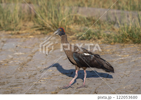 Wild Red naped ibis or Indian black ibis or Pseudibis papillosa bird closeup or portrait with open bill at keoladeo national park bharatpur bird sanctuary sanctuary rajasthan india asia 122053680