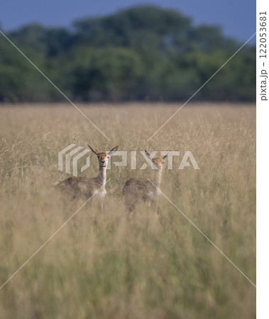 Two wild female blackbuck or antilope cervicapra or indian antelope pair camouflaged in grass with eye contact in natural green background Blackbuck National Park tal chhapar sanctuary rajasthan india 122053681