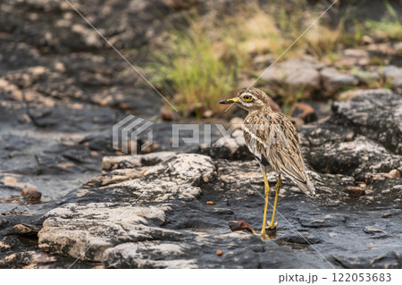 Indian stone curlew or Indian thick knee or Burhinus indicus closeup or portrait in natural environment at ranthambore national park forest tiger reserve sawai madhopur rajasthan rajasthan india asia 122053683