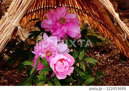 1月の上野東照宮ぼたん苑に咲いた「八千代椿」という名の冬牡丹（8） 122053689