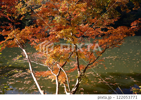 紅葉が湖畔を彩る震生湖 紅葉が湖畔を彩る震生湖 122053771