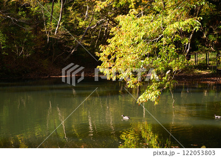 紅葉が湖畔を彩る震生湖 122053803
