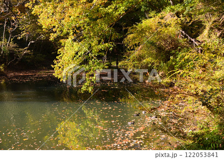 紅葉が湖畔を彩る震生湖 122053841