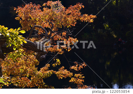 紅葉が湖畔を彩る震生湖 122053854