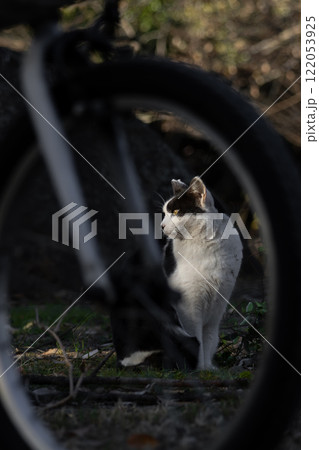 自転車の車輪の間から覗くぶち猫柄の野良猫 自転車の車輪の間から覗くぶち猫柄の野良猫 122053925