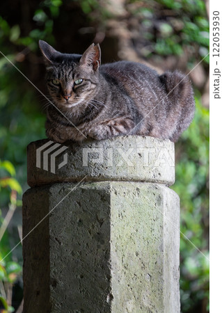 自然公園の塔の上で香箱座りしてるキジトラ柄の野良猫 122053930
