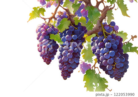 水彩画・野菜果物-ぶどう_09 122053990