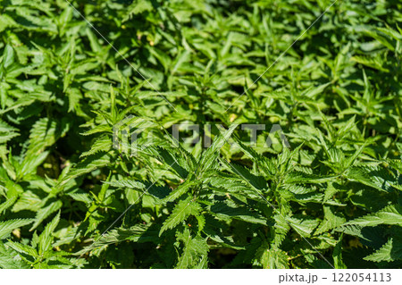 Bright green utrica leaves background Bright green utrica leaves background 122054113