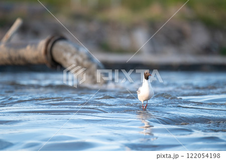 Beach restoration using a sand transfer system 122054198