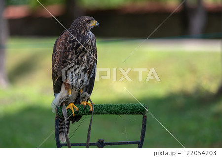 Closeup portrait of a domesticated hawk isolated on a defocused natural background with copy space. 122054203