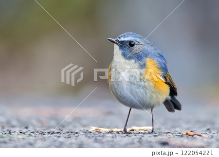 登山道に降りたルリビタキ 登山道に降りたルリビタキ 122054221