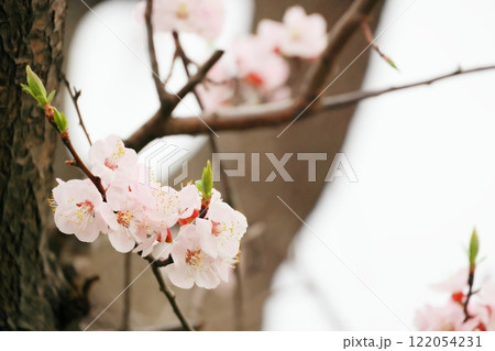 桜の花が咲いた 122054231