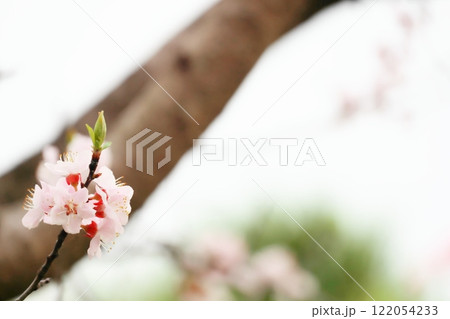 桜の花が咲いた 122054233