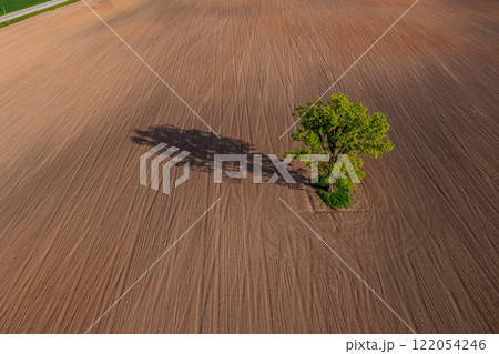 top down view on a lone tree in the middle of a cultivated field, field with tractor tracks, copy space 122054246