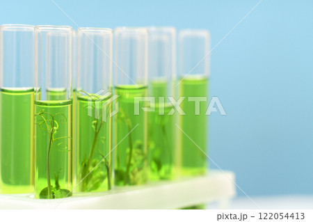 Biotechnology lab. Plant sprout in a test tube. Scientific laboratory and bioengineering 122054413
