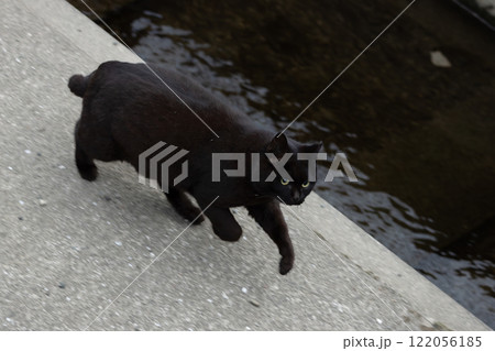 用水路の横を走ってる黒猫の野良猫 122056185