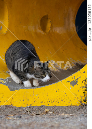 公園の黄色い遊具で何かをじっと狙ってるキジトラ柄の野良猫 122056186