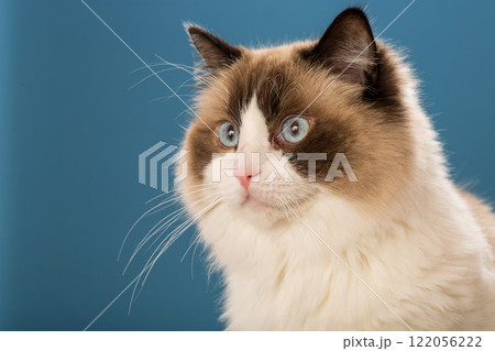 Blue-eyed Ragdoll cat on a blue background 122056222