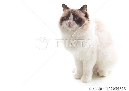 Bright-eyed Ragdoll pet, isolated on white background 122056238