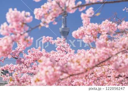 《東京都》スカイツリーと河津桜・春の東京 《東京都》スカイツリーと河津桜・春の東京 122056247