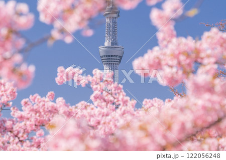 《東京都》スカイツリーと河津桜・春の東京 122056248