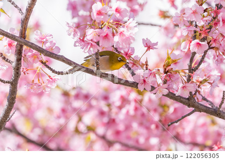 満開の河津桜とメジロ 122056305