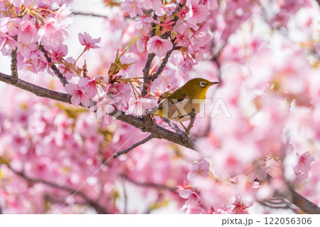 満開の河津桜とメジロ 満開の河津桜とメジロ 122056306