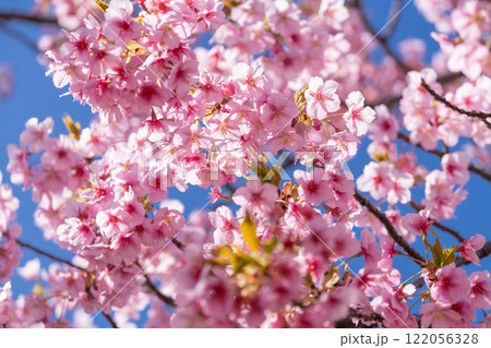 満開の河津桜 満開の河津桜 122056328