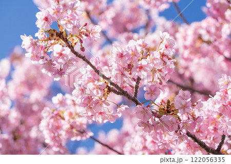 満開の河津桜 満開の河津桜 122056335