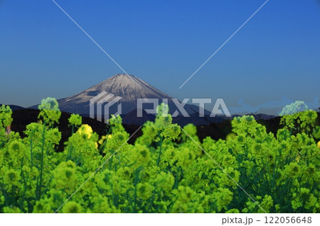 春の訪れを告げる花 122056648