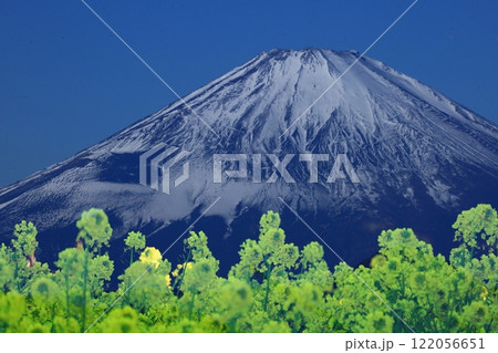 春の訪れを告げる花 春の訪れを告げる花 122056651