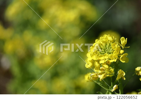 春の訪れを告げる花 122056652