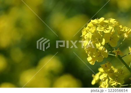 春の訪れを告げる花 122056654