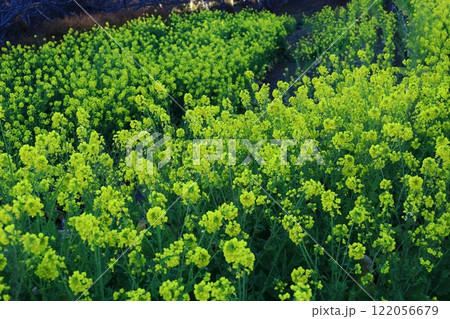 春の訪れを告げる花 春の訪れを告げる花 122056679