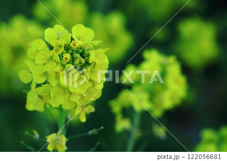 春の訪れを告げる花 122056681