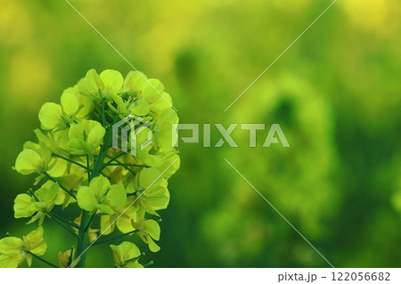 春の訪れを告げる花 122056682